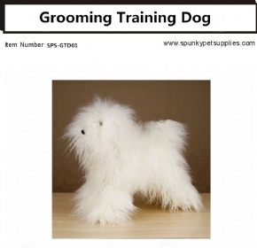 Grooming Training Dog